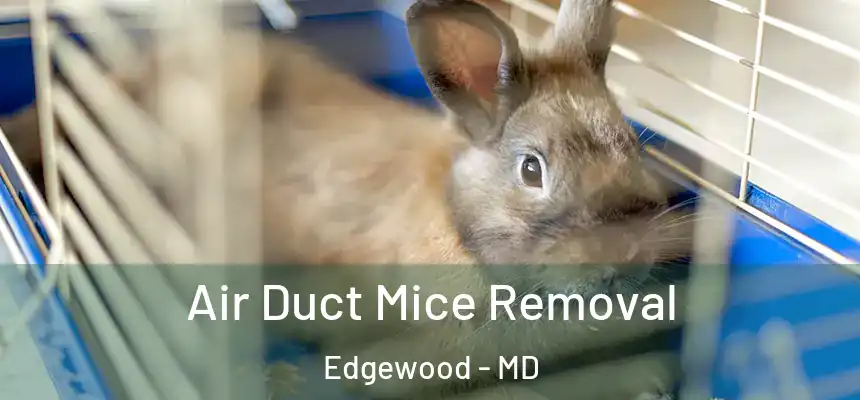 Air Duct Mice Removal Edgewood - MD